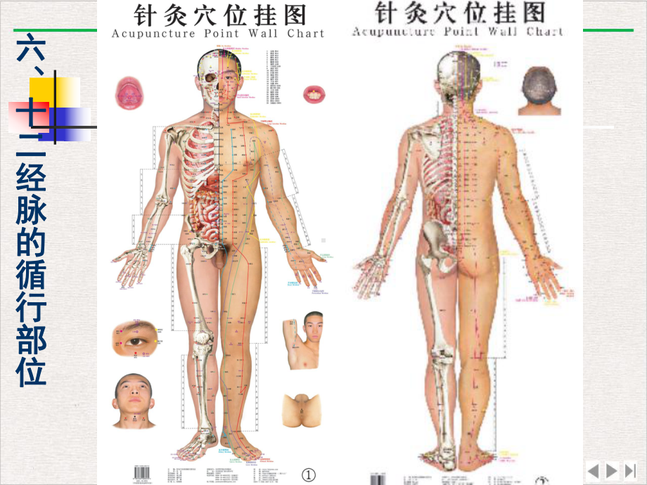 经络学说中医与养生新版课件.pptx_第1页