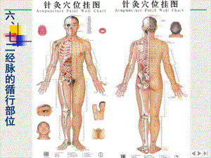 经络学说中医与养生新版课件.pptx