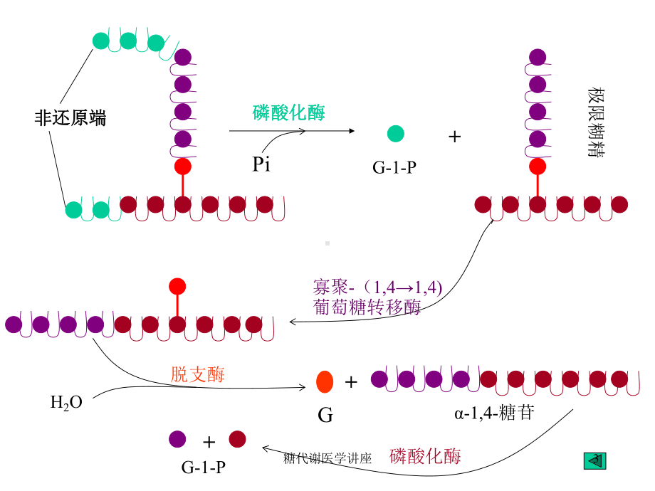 糖代谢医学讲座培训课件.ppt_第3页