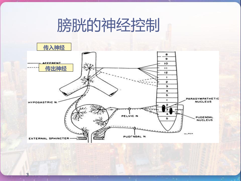 神经源性膀胱康复评定与处理-课件.pptx_第3页