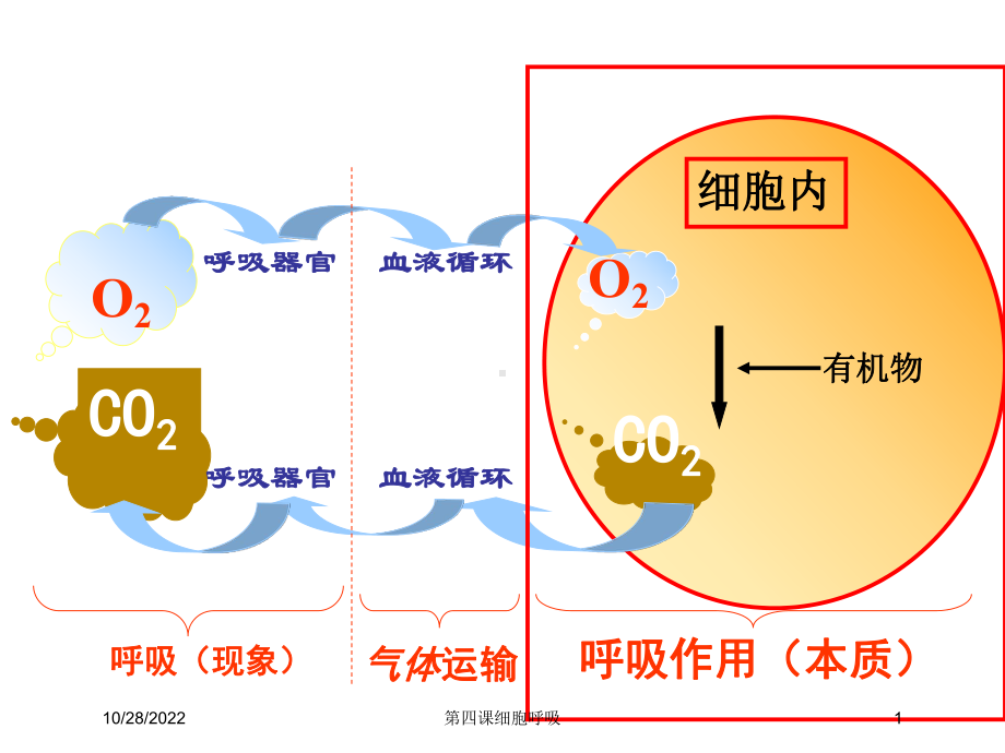 第四课细胞呼吸培训课件.ppt_第1页