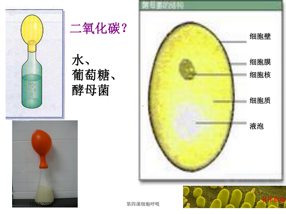 第四课细胞呼吸培训课件.ppt_第3页