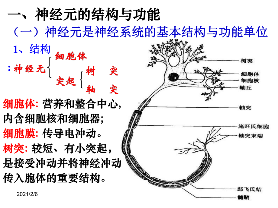 神经系统与神经调节课件2.ppt_第2页