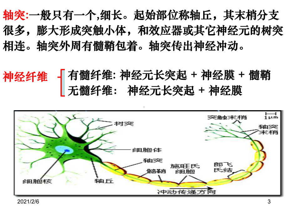 神经系统与神经调节课件2.ppt_第3页