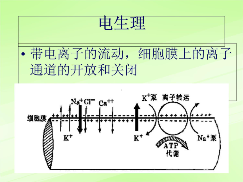 六章§2抗心律失常09课件.ppt_第2页