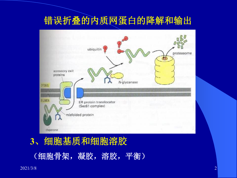 细胞基质与细胞内膜系统课件2.ppt_第2页