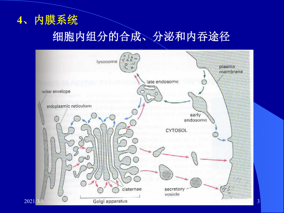 细胞基质与细胞内膜系统课件2.ppt_第3页