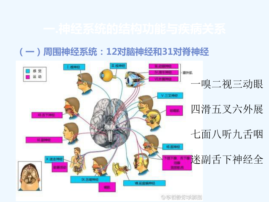 第九章-神经系统疾病病人的护理课件.ppt_第2页