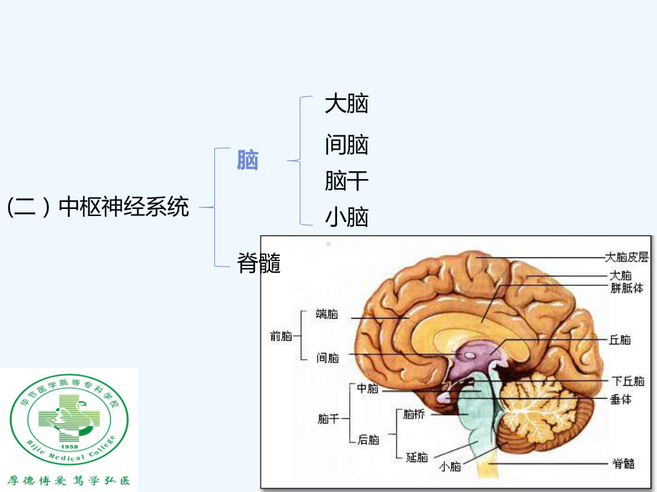 第九章-神经系统疾病病人的护理课件.ppt_第3页