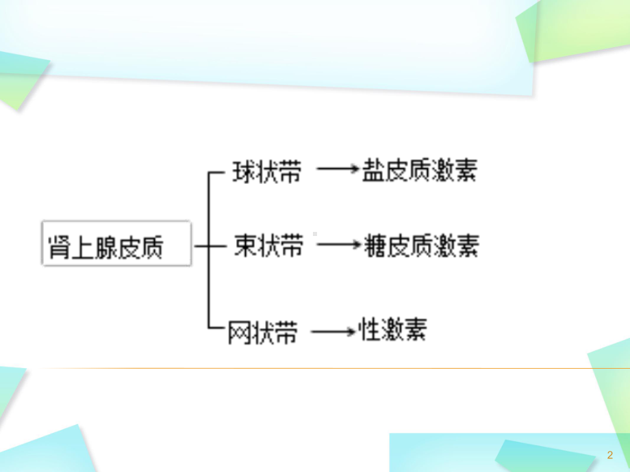 糖皮质激素类药物的认识优质课件.ppt_第2页