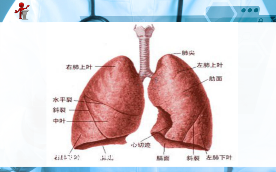 《外科护理》第十三章第三节肺癌病人护理课件.ppt_第2页