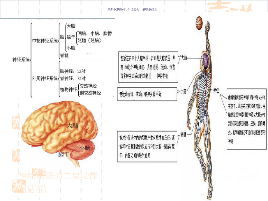 神经系统主题医学知识课件.ppt_第2页