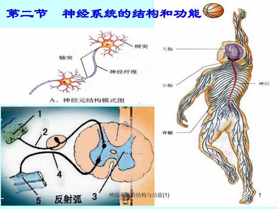 神经系统的结构与功能-课件.ppt_第1页