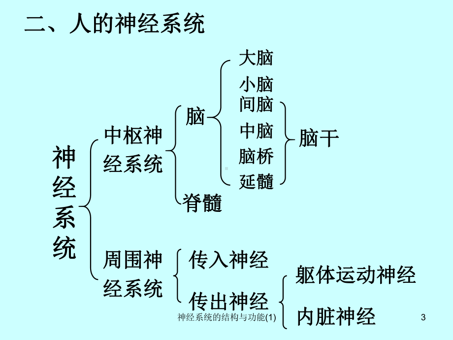 神经系统的结构与功能-课件.ppt_第3页