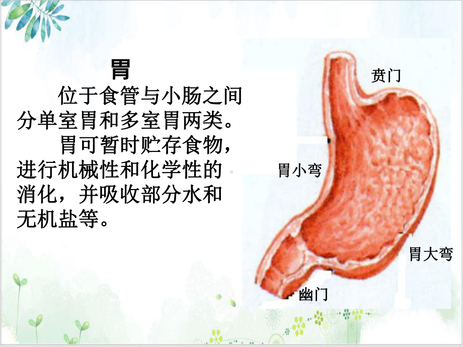 第十次课呼吸系统动物解剖与组织学课件.ppt_第3页