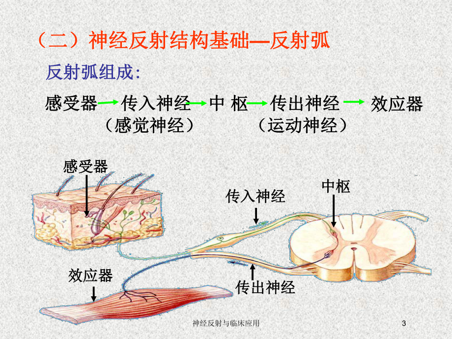 神经反射与临床应用培训课件.ppt_第3页