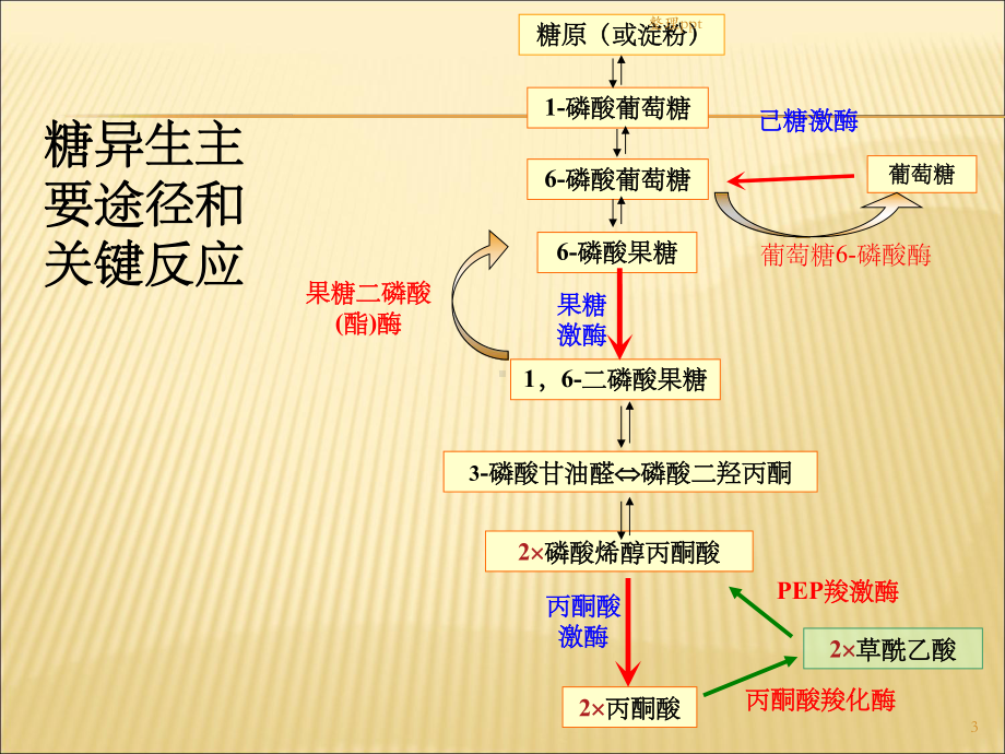 糖异生及糖原合成课件.ppt_第3页