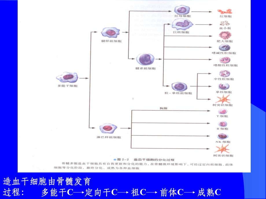 章免疫缺陷病课件-2.ppt_第3页