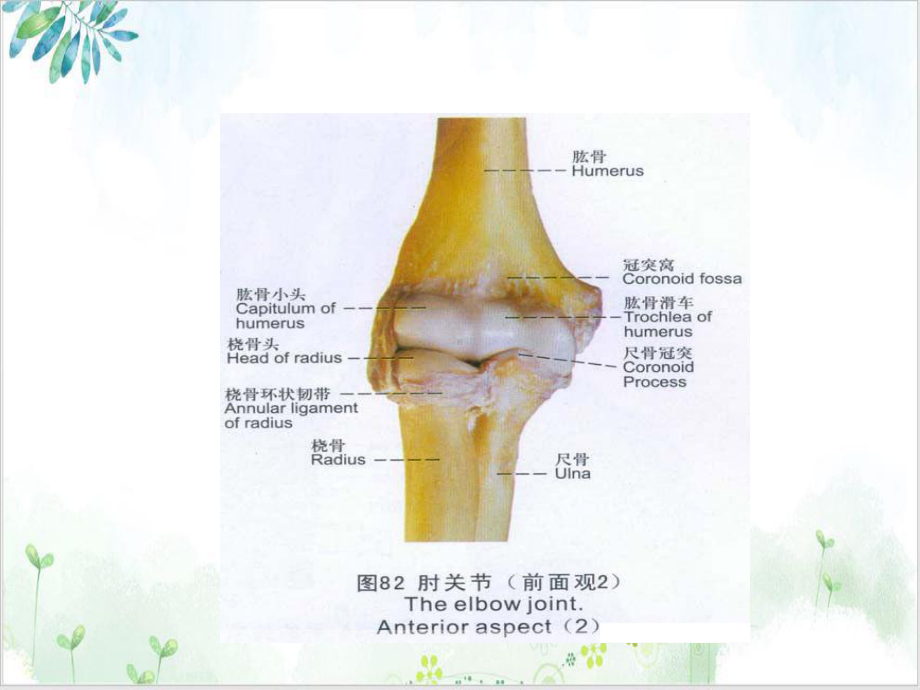 肘关节恐怖三联征YXW示范课件.ppt_第3页