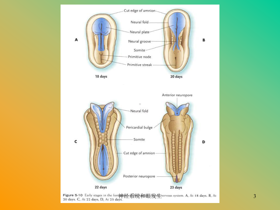 神经系统和眼发生课件.ppt_第3页