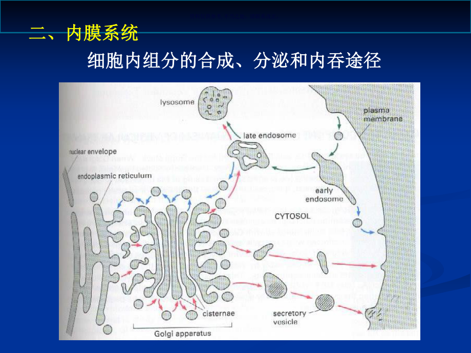 细胞质医学知识课件.ppt_第2页