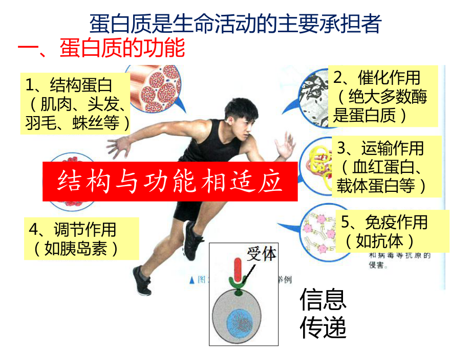 (新教材)高中化学《蛋白质》课件人教版1.ppt_第3页