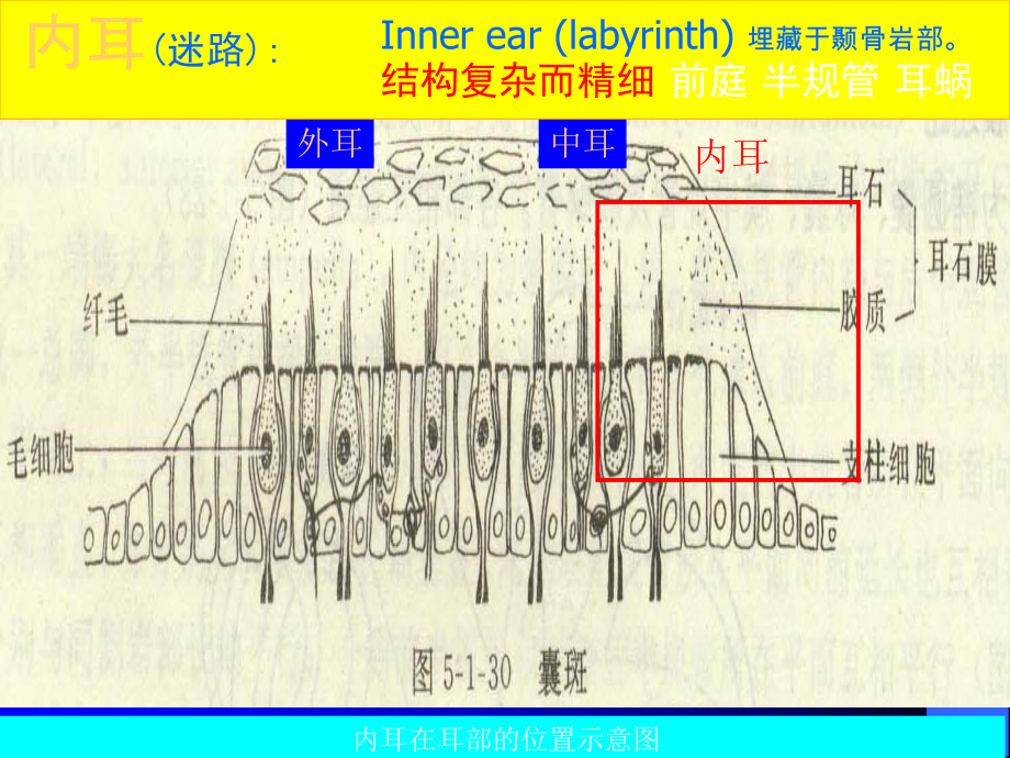 耳聋和梅尼埃课件.pptx_第3页