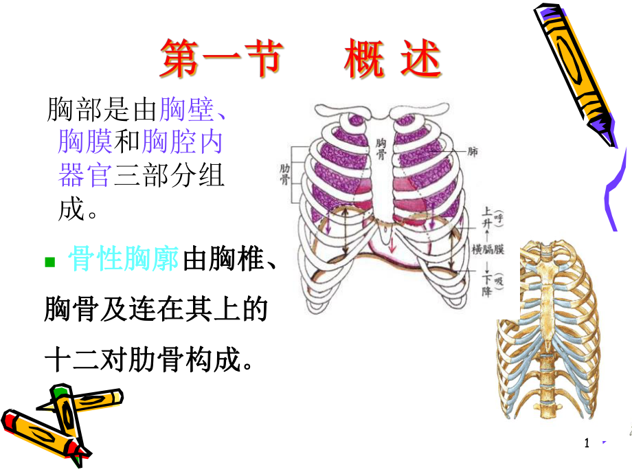 肋骨骨折气胸血胸病人的护理课件-2.ppt_第1页