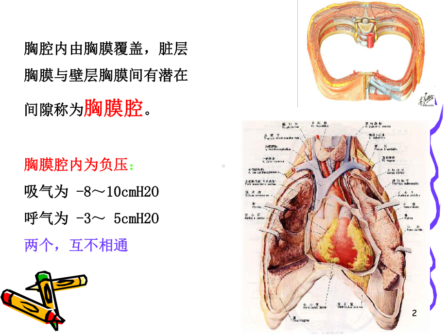 肋骨骨折气胸血胸病人的护理课件-2.ppt_第2页