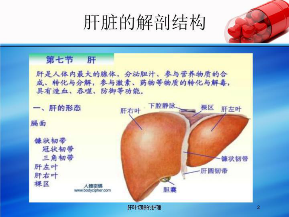 肝叶切除的护理培训课件.ppt_第2页