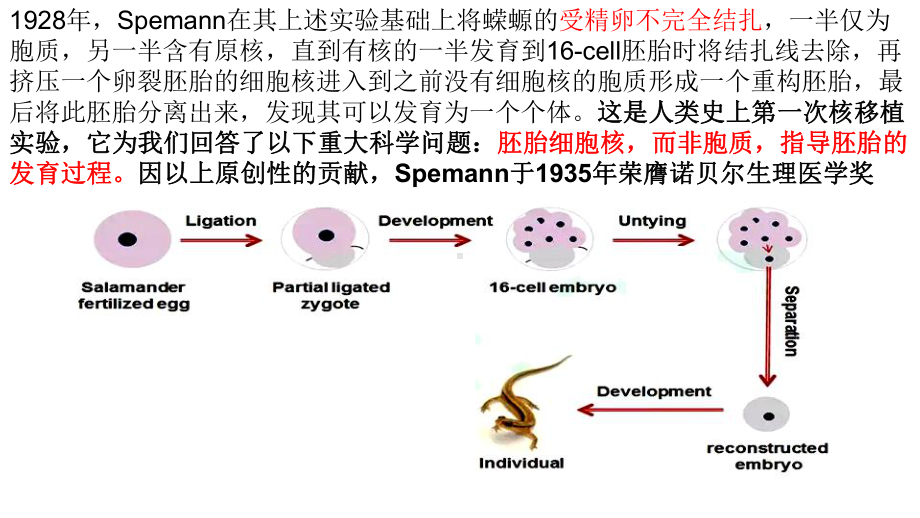 (新教材)高中生物《细胞核的结构和功能》人教版1课件.ppt_第3页