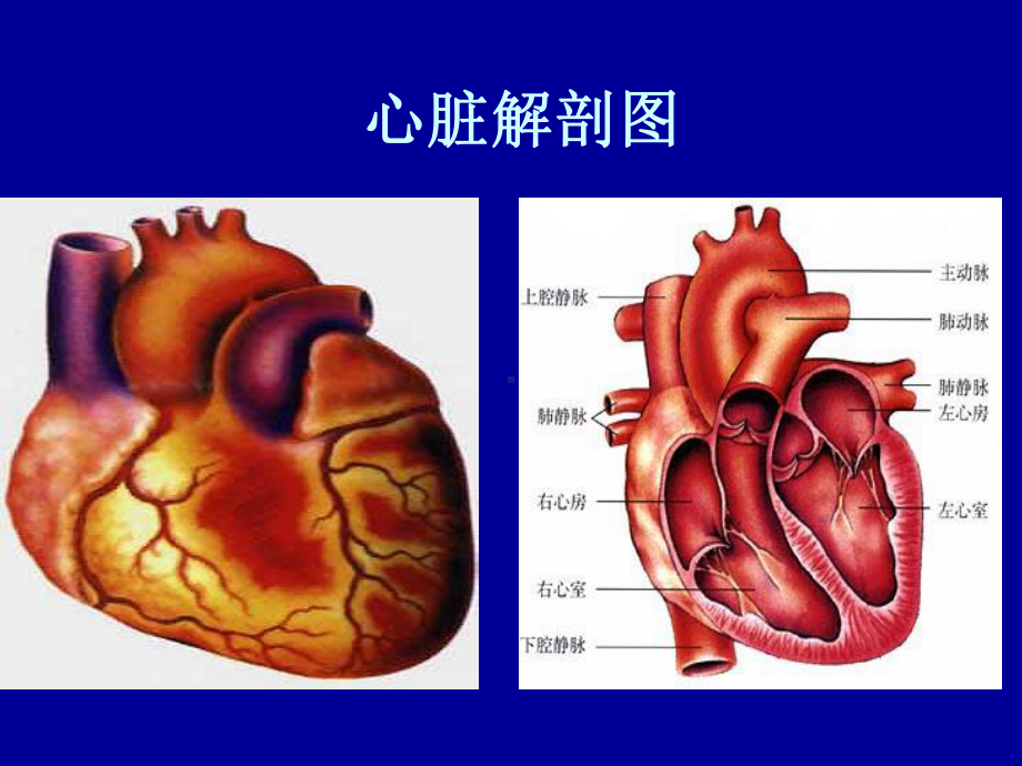 第十一章循环系统疾病患儿的护理儿科护理学优质课件.ppt_第3页