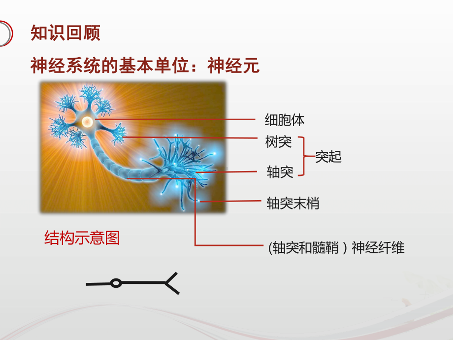 (人教版)通过神经系统的调节优秀课件1.pptx_第2页