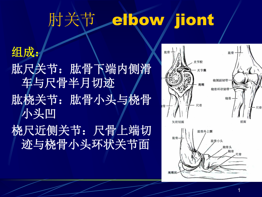 肘关节及前臂解剖与手术入路课件.ppt_第1页