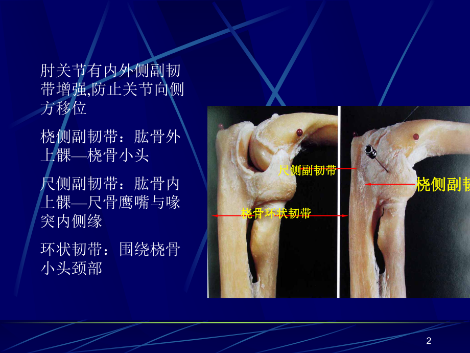 肘关节及前臂解剖与手术入路课件.ppt_第2页