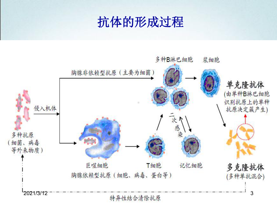 禽流感猪瘟等动物疫病免疫失败原因分析整理课件.ppt_第3页