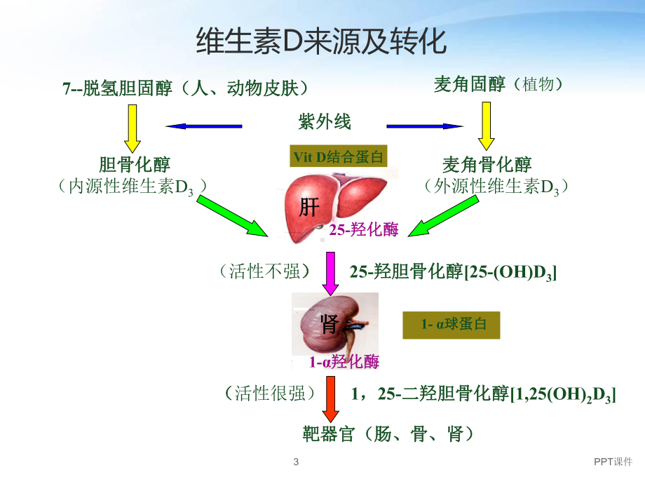 维生素D缺乏性佝偻病-课件.ppt_第3页