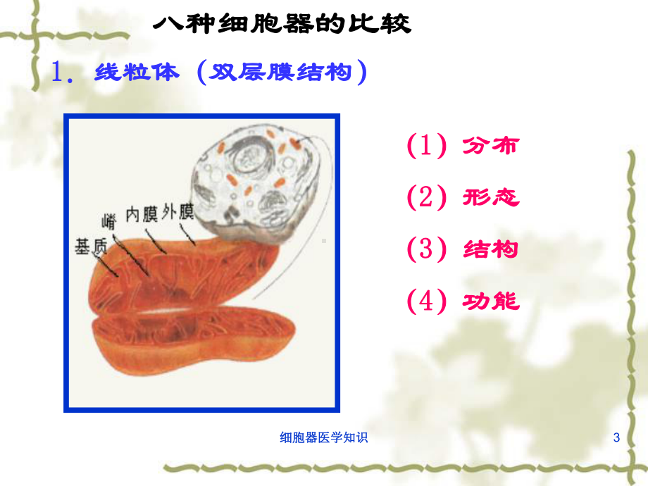 细胞器医学知识培训课件.ppt_第3页