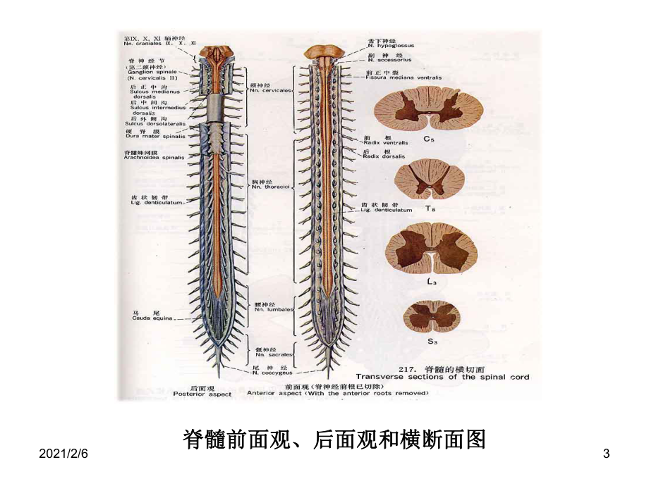 神经系统结构课件.ppt_第3页