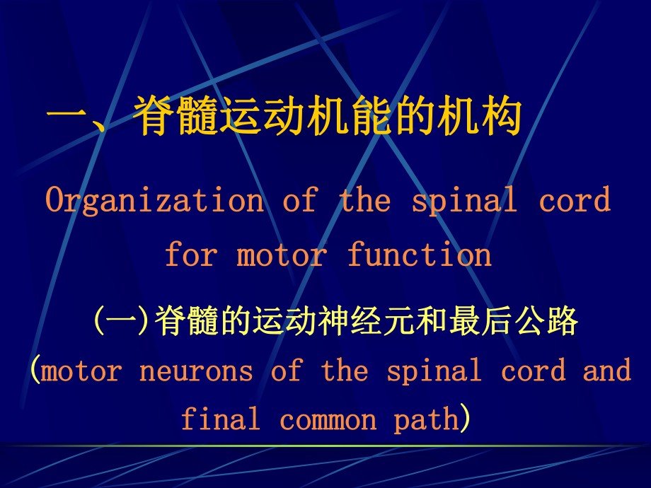 第节神经系统对姿势和运动的调节课件.pptx_第2页