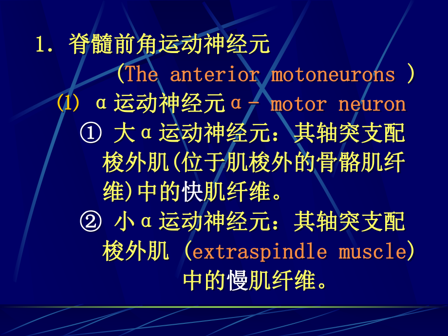 第节神经系统对姿势和运动的调节课件.pptx_第3页