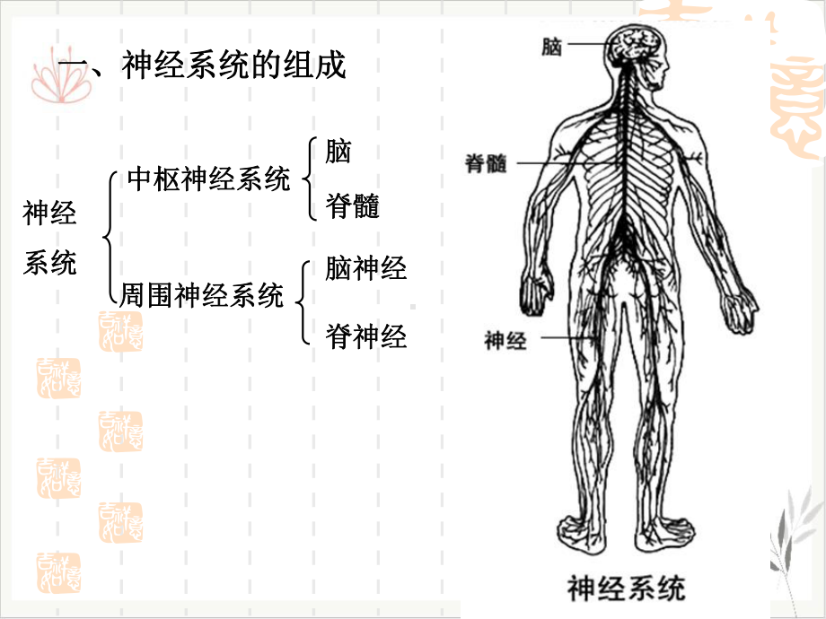 神经系统的调节课件.pptx_第2页