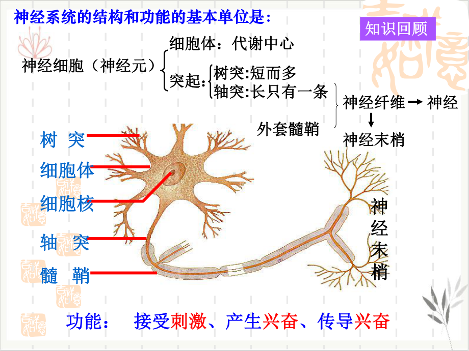 神经系统的调节课件.pptx_第3页