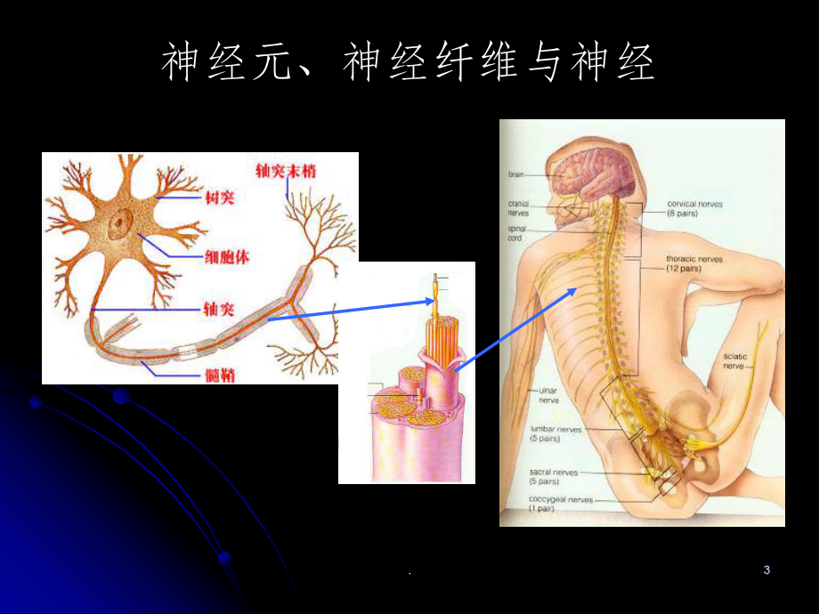 1节通过神经系统的调节课件.ppt_第3页