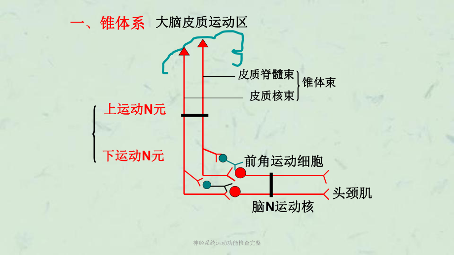 神经系统运动功能检查完整课件.ppt_第3页