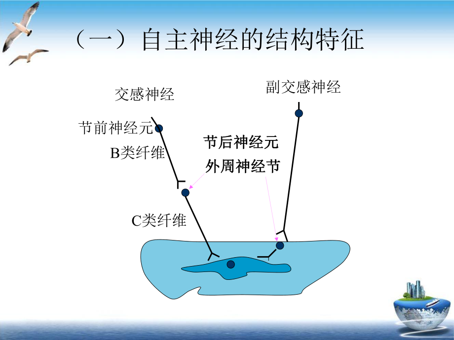 神经系统版示范课件.ppt_第3页