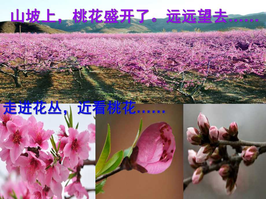 （管理）花的世界作文教学课件桃花汇编.ppt_第2页