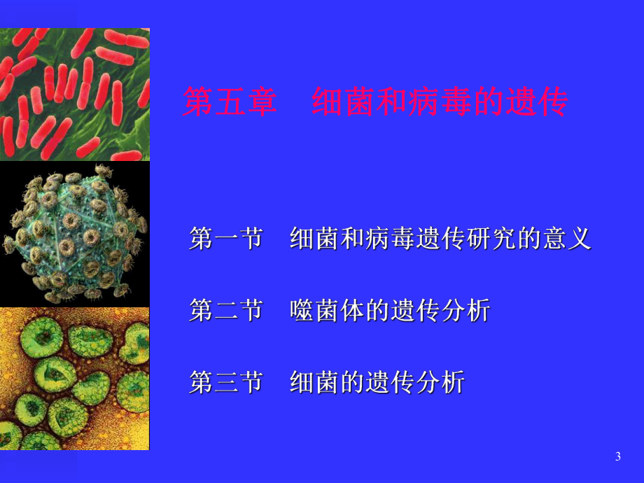 细菌和病毒的遗传医学知识培训课件.ppt_第3页