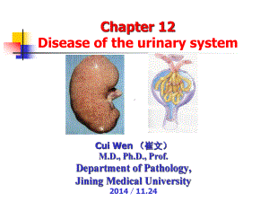 级泌尿六版课件.pptx
