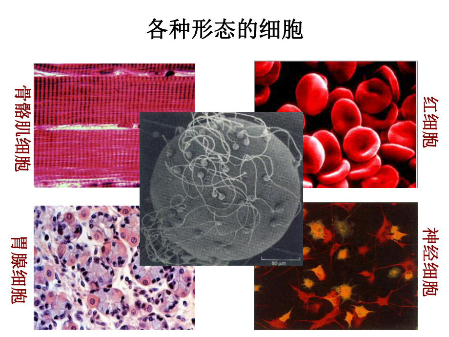 细胞骨架系统细胞生物学医学课件.ppt_第1页